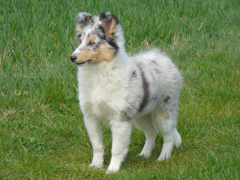 Gypsy blue of freedom island