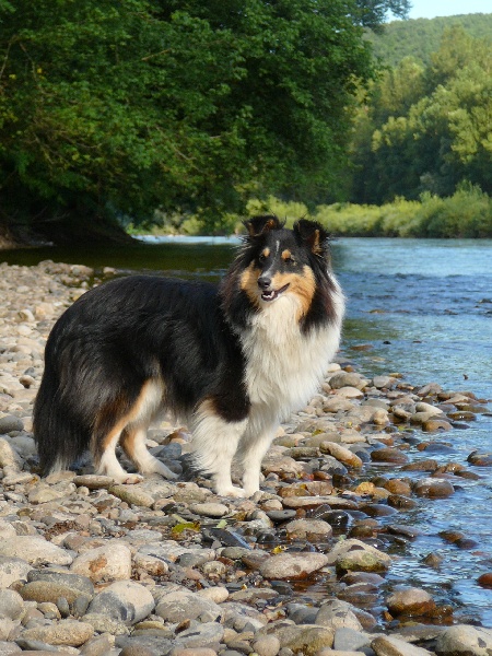 Mossvale Silent night